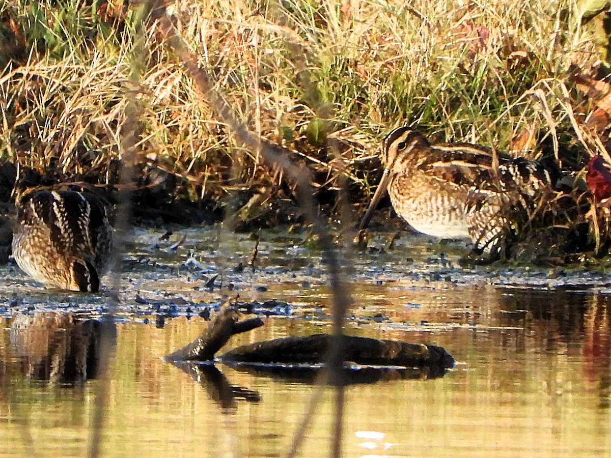 Bécassine de Wilson - ML646759184