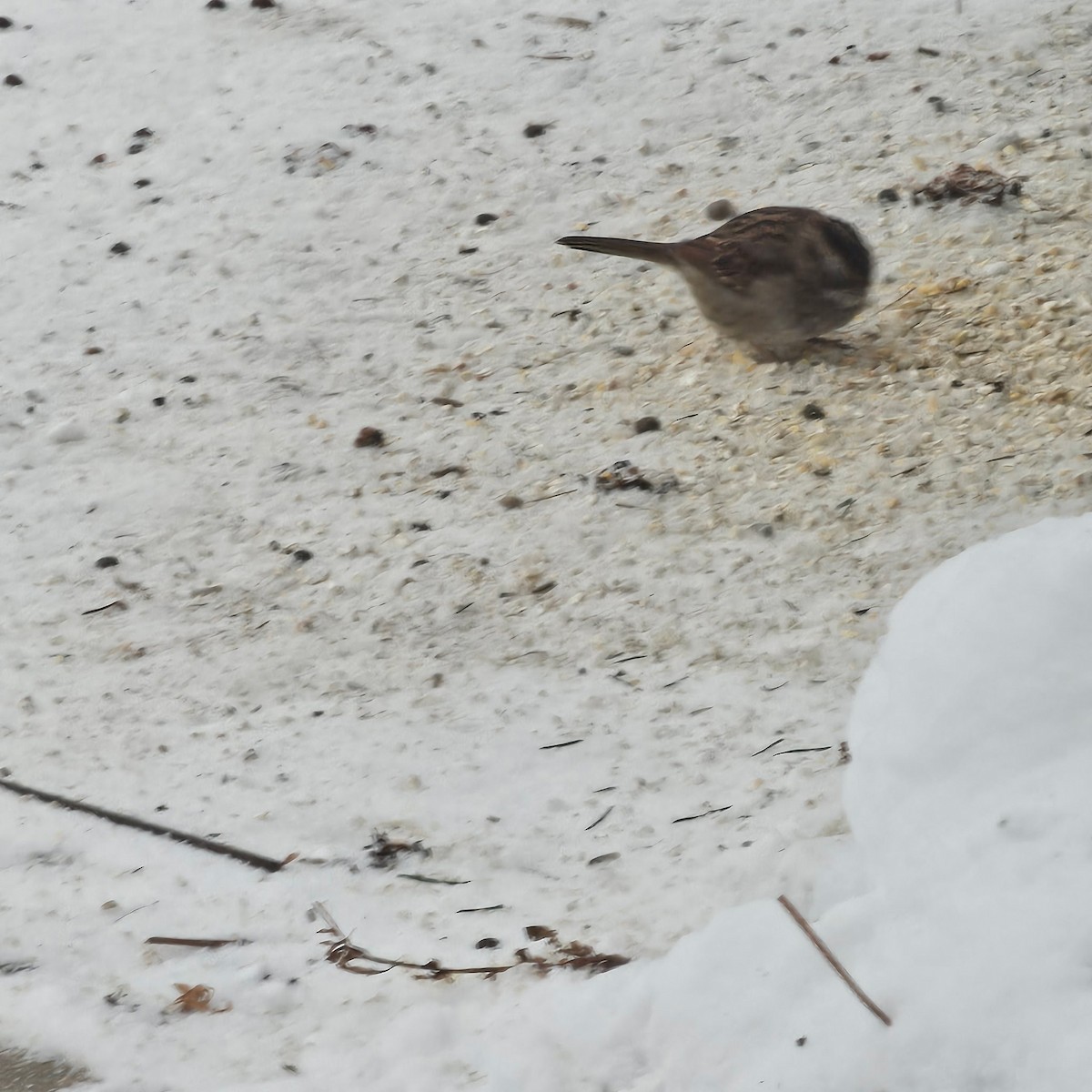 Bruant à gorge blanche - ML646759185