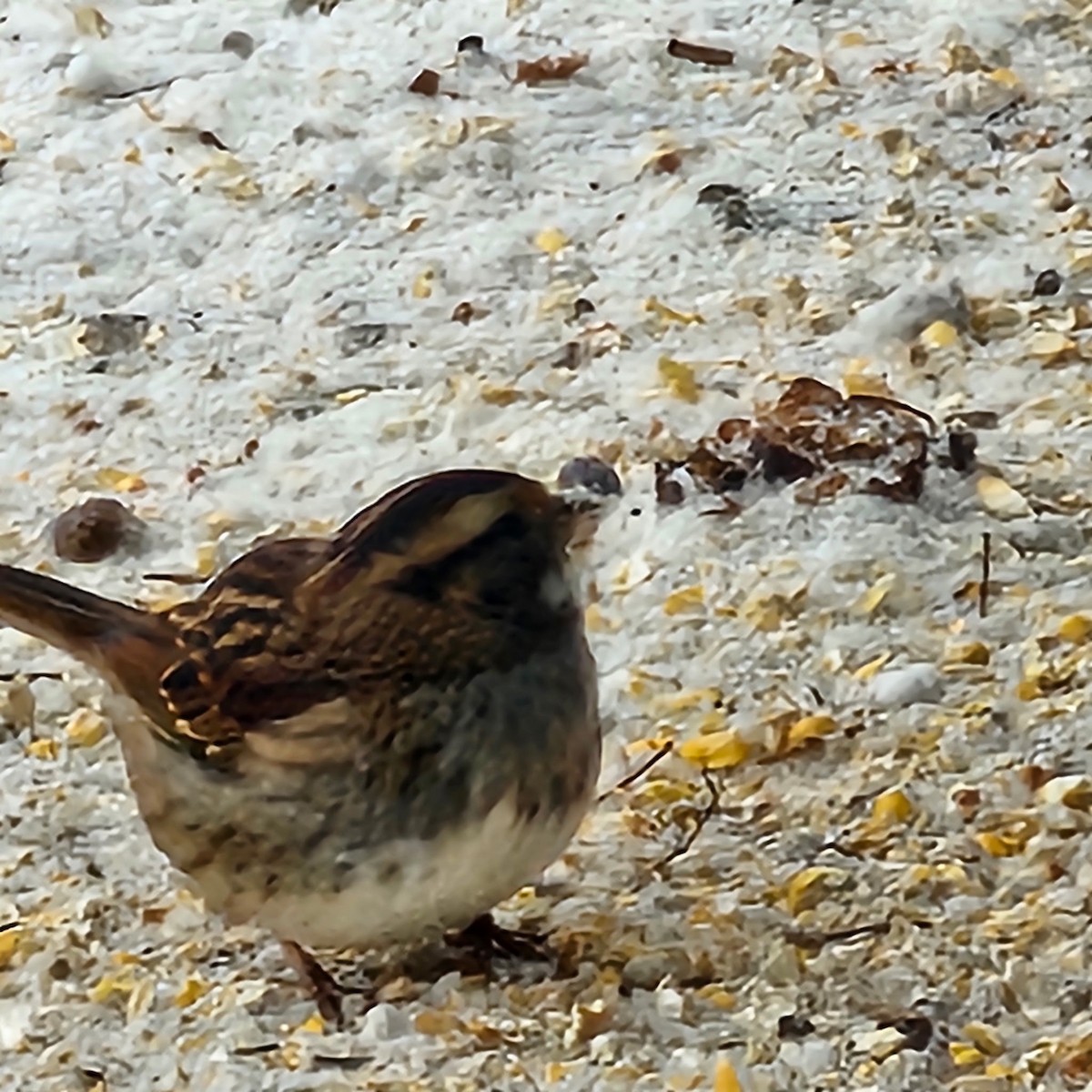 Bruant à gorge blanche - ML646759186