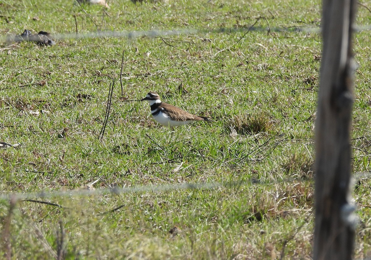 Pluvier kildir - ML646759188