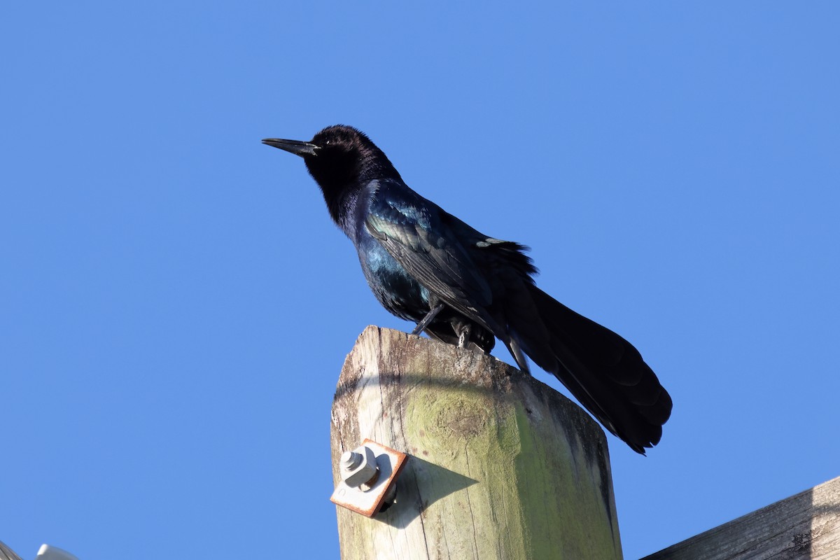 キタオナガクロムクドリモドキ - ML646759190