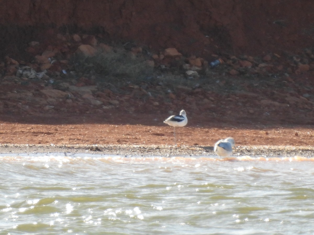 American Avocet - ML646759191