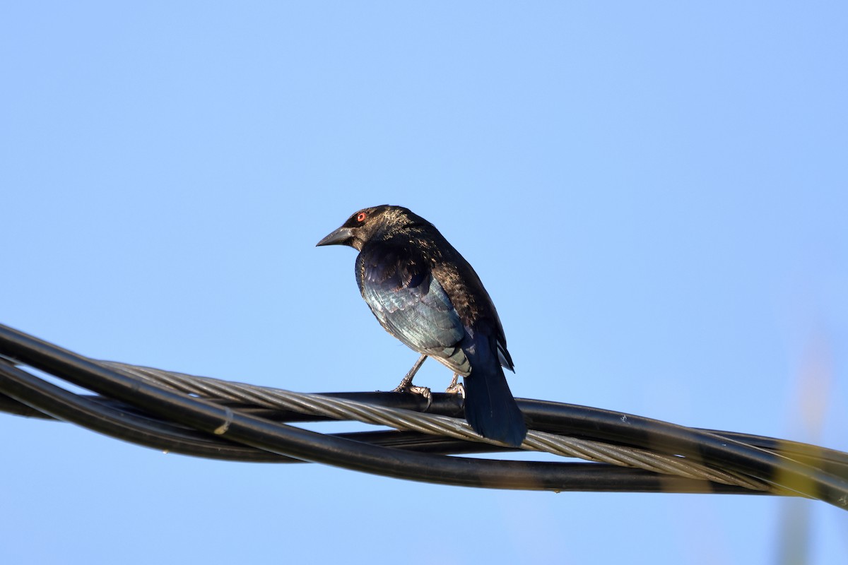 クロコウウチョウ - ML646759192