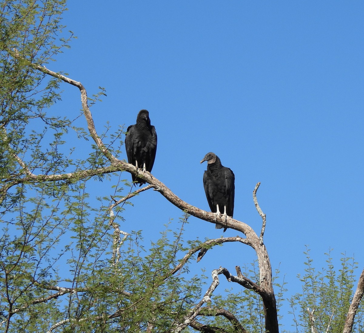 クロコンドル - ML646759195