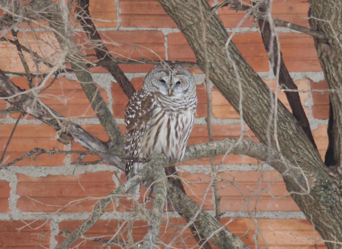 アメリカフクロウ - ML646759196