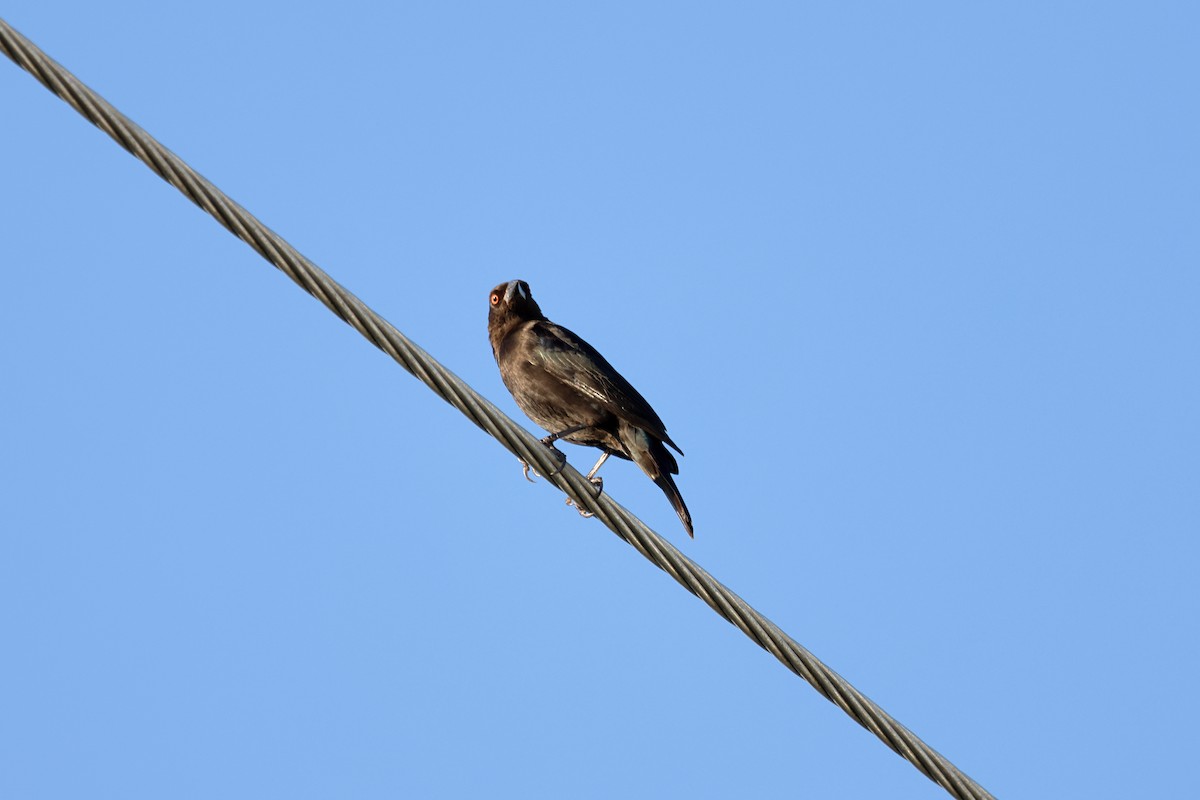 クロコウウチョウ - ML646759197