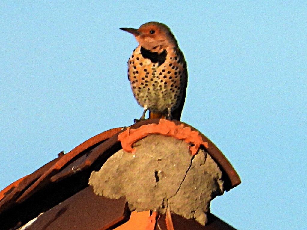 ハシボソキツツキ - ML646759198