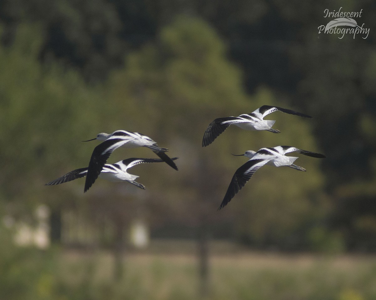 アメリカソリハシセイタカシギ - ML646759199