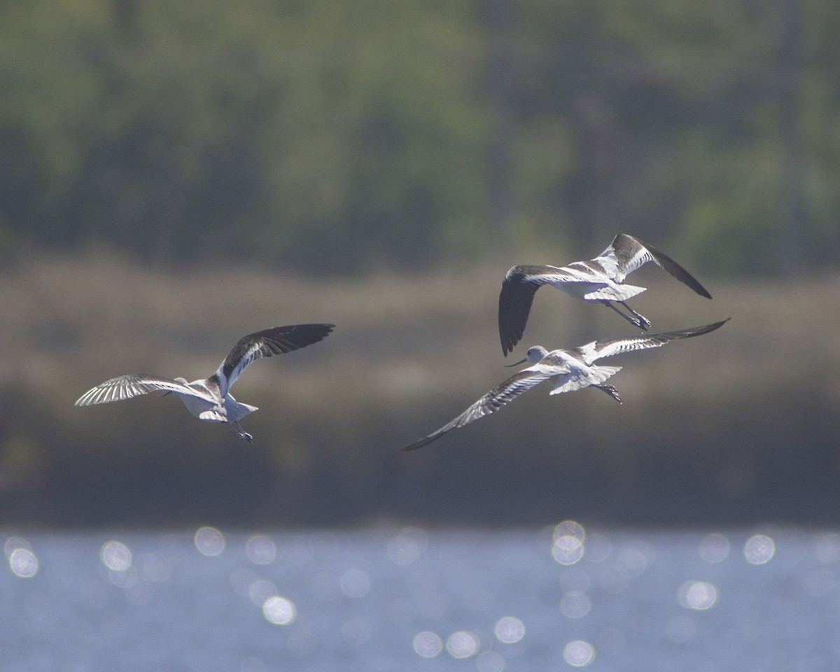 アメリカソリハシセイタカシギ - ML646759200