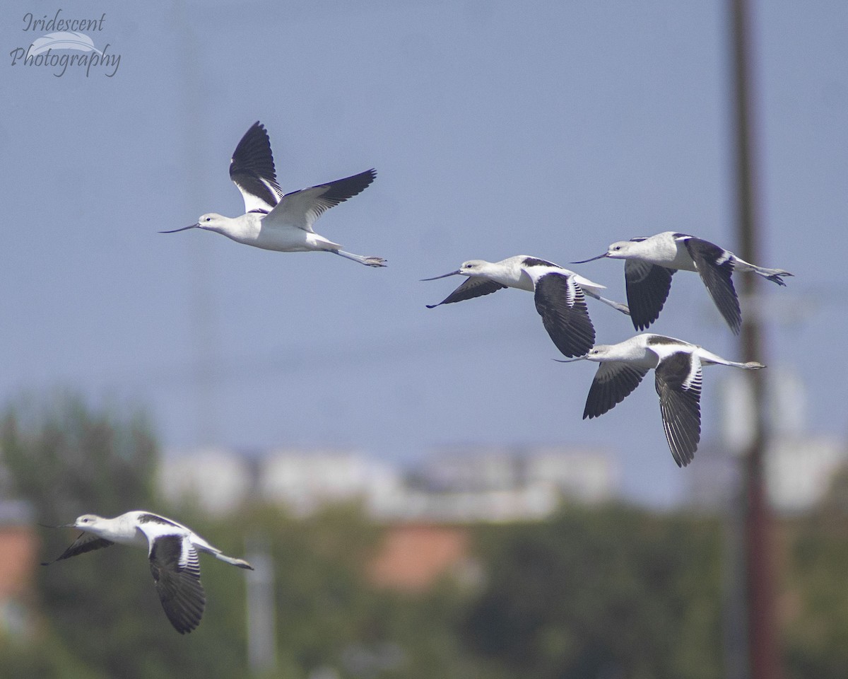 アメリカソリハシセイタカシギ - ML646759201