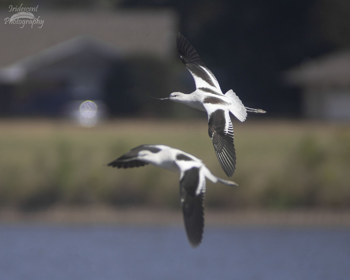 アメリカソリハシセイタカシギ - ML646759202