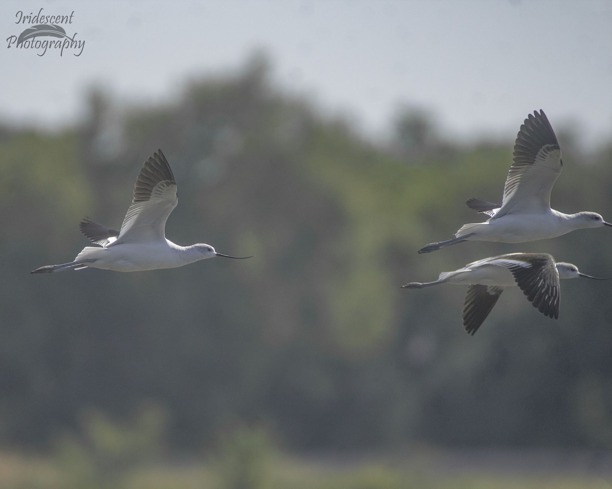 アメリカソリハシセイタカシギ - ML646759203