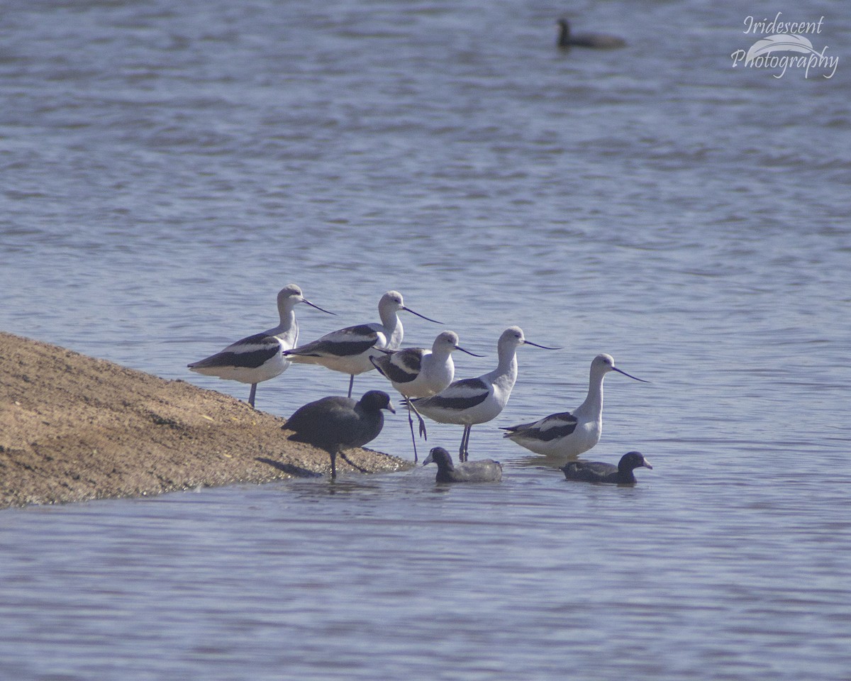 アメリカソリハシセイタカシギ - ML646759204