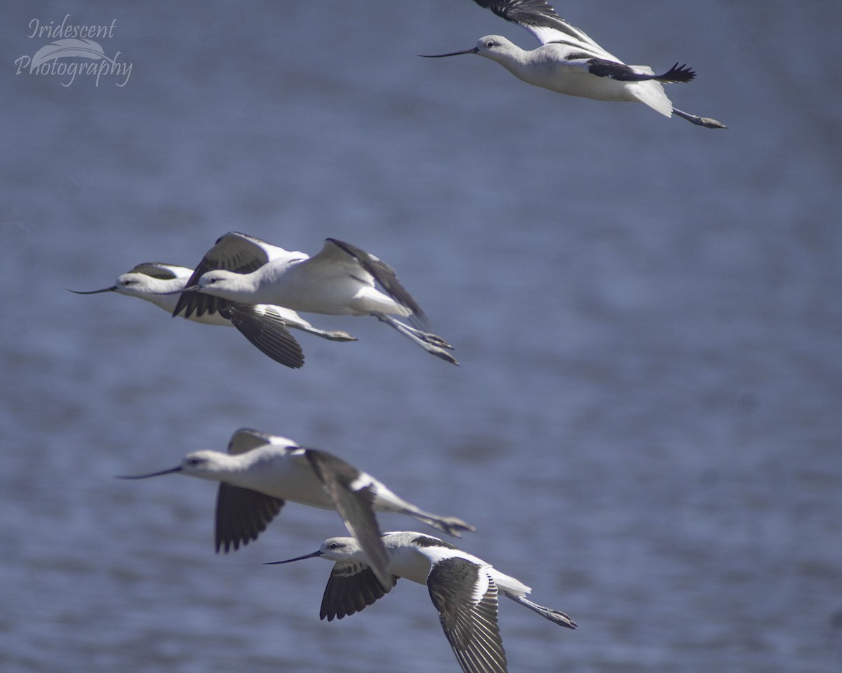 アメリカソリハシセイタカシギ - ML646759205