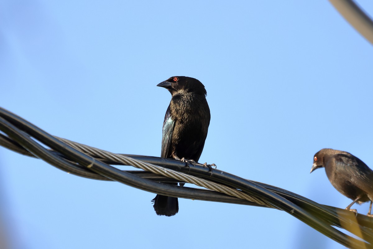 クロコウウチョウ - ML646759206