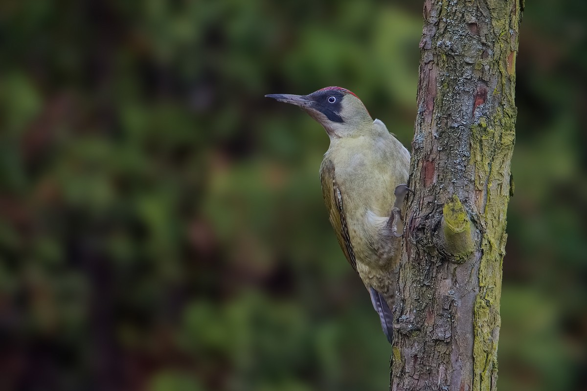 ヨーロッパアオゲラ - ML646759207