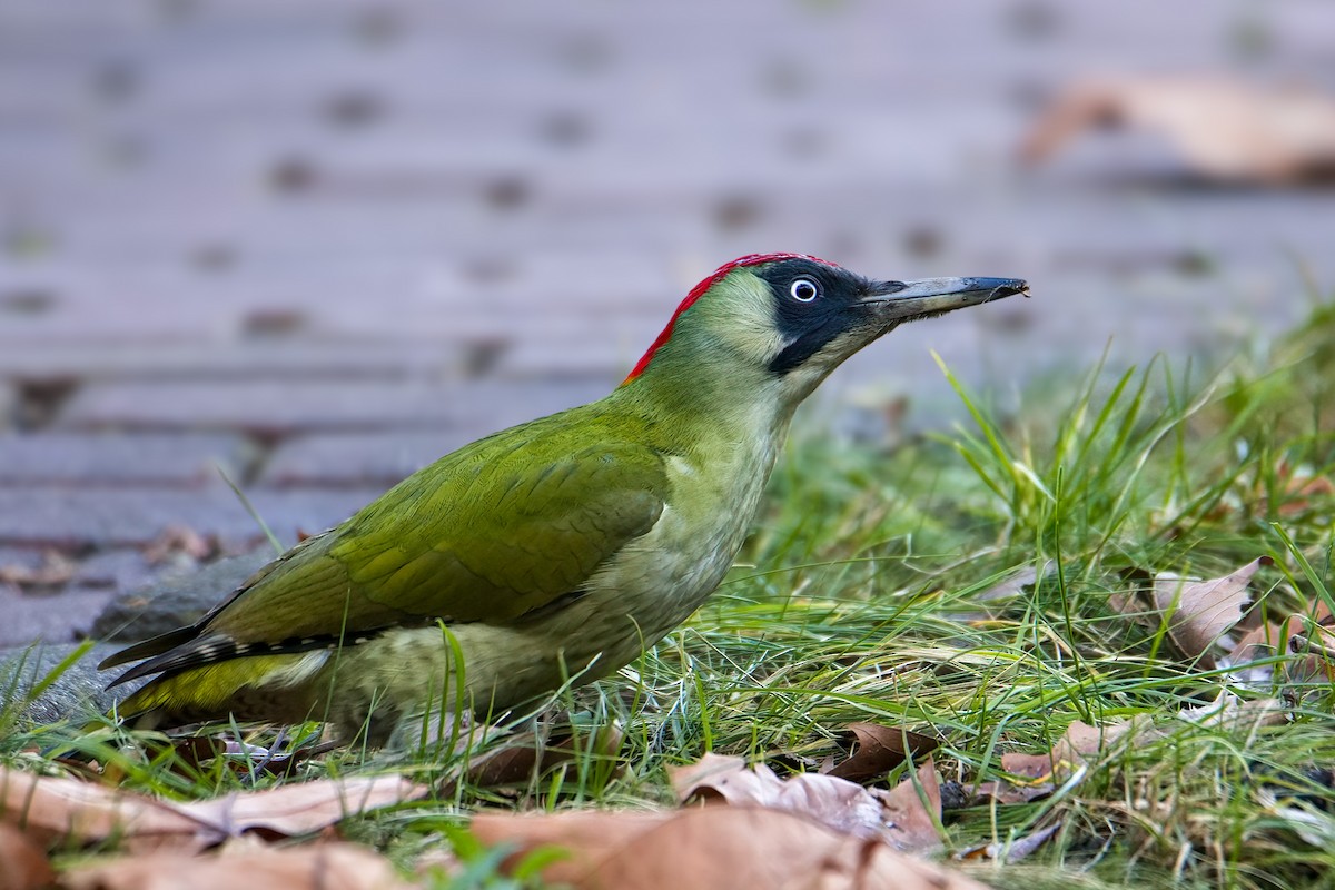 ヨーロッパアオゲラ - ML646759208