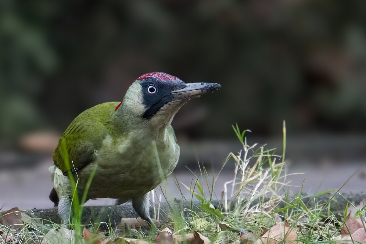 ヨーロッパアオゲラ - ML646759209