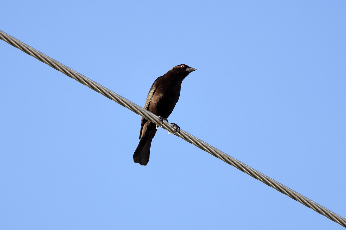 クロコウウチョウ - ML646759211