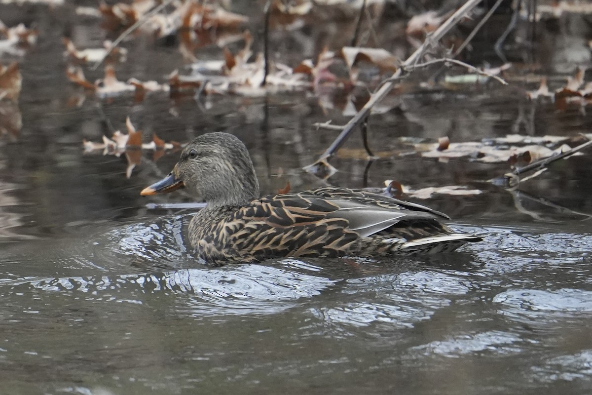 マガモ - ML646759213