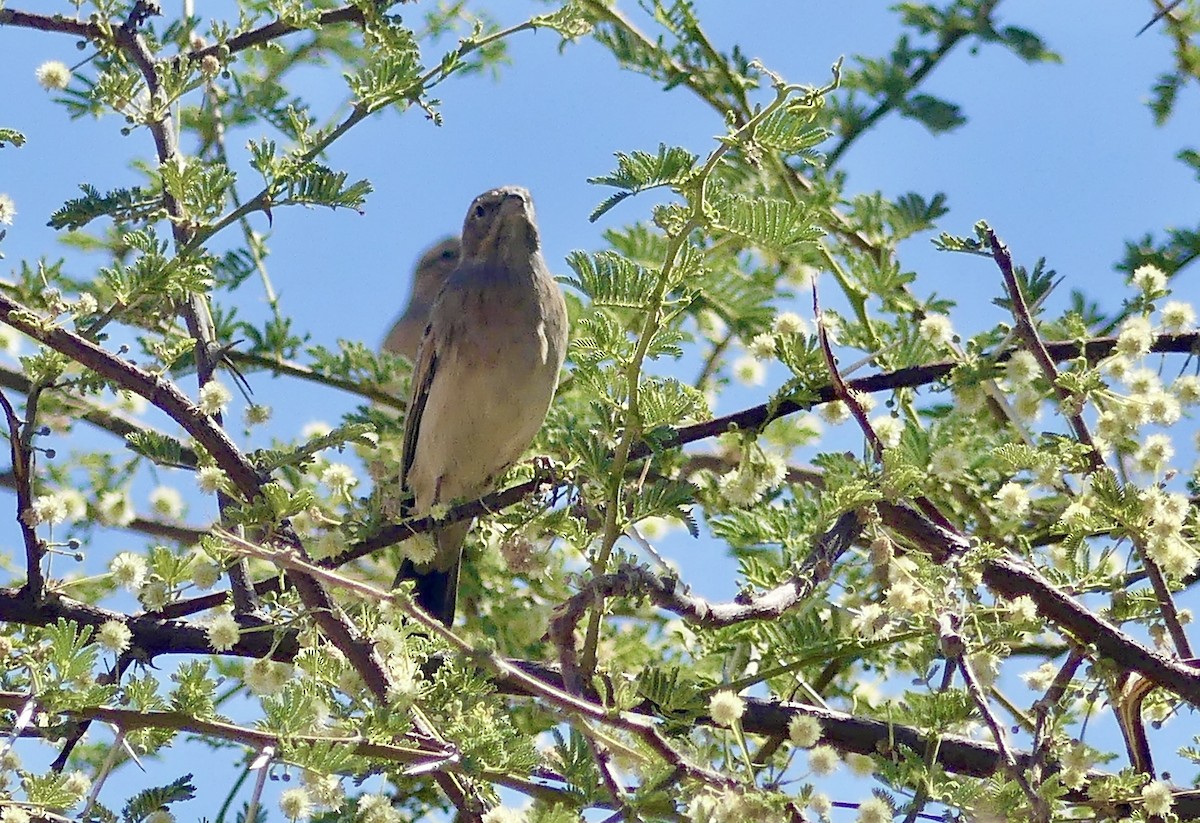 ヒバリホオジロ - ML646759214