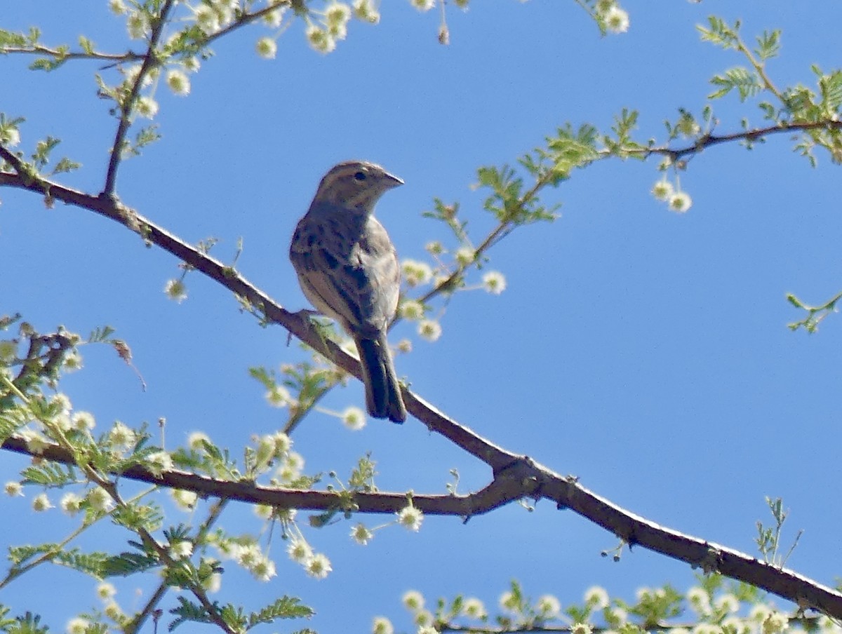 ヒバリホオジロ - ML646759215