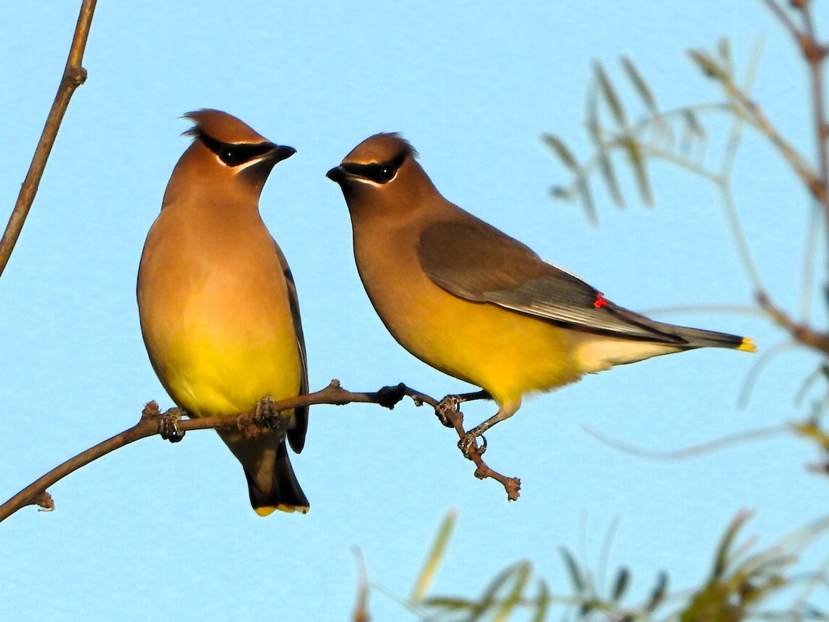 ヒメレンジャク - ML646759216