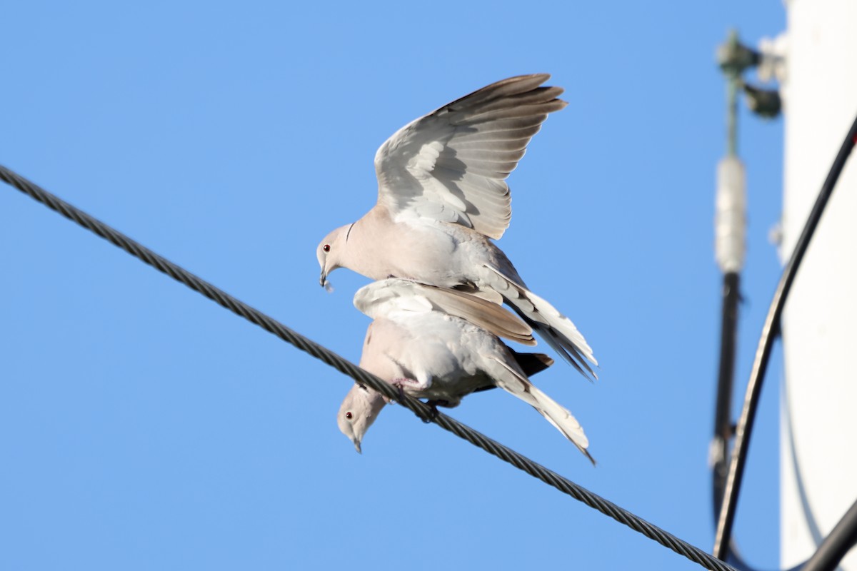 シラコバト - ML646759217