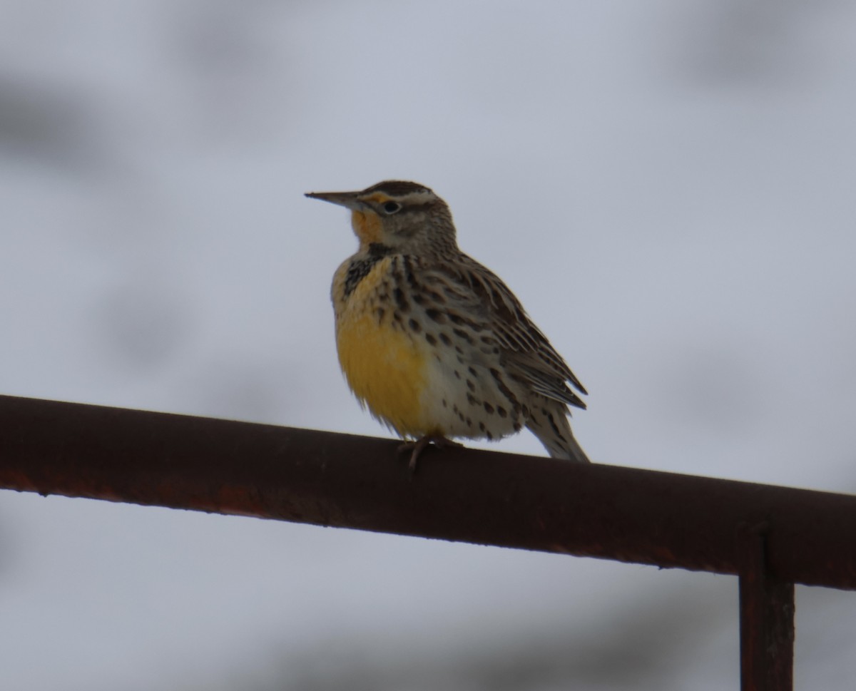 ニシマキバドリ／ヒガシマキバドリ - ML646759218