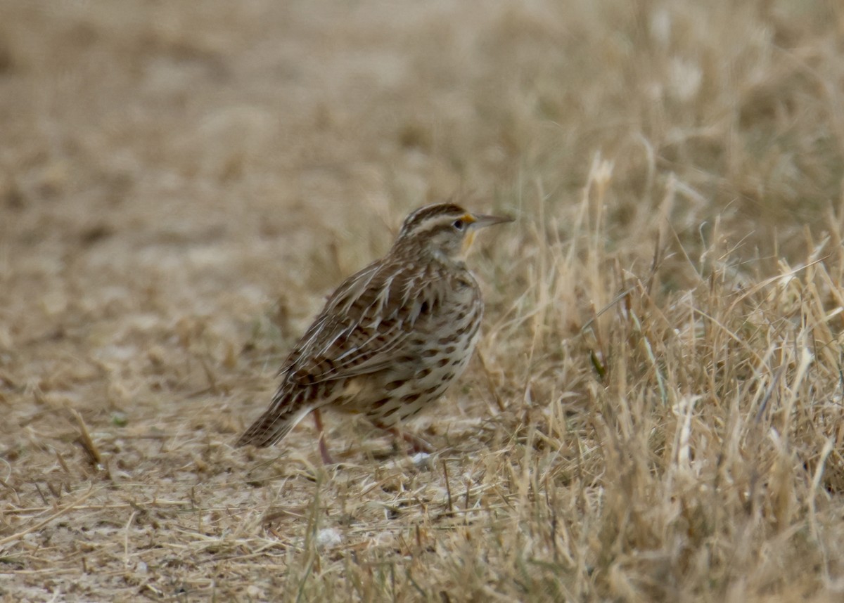 ニシマキバドリ／ヒガシマキバドリ - ML646759219