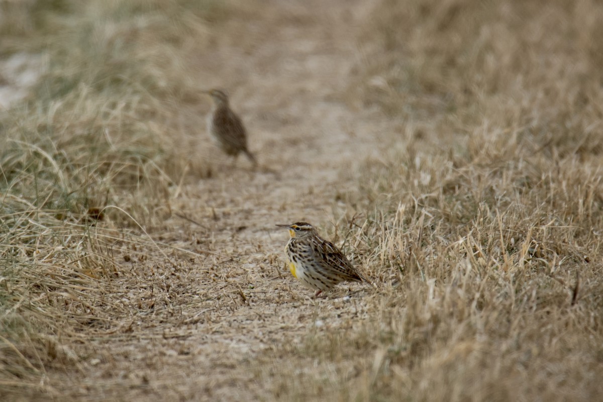 ニシマキバドリ／ヒガシマキバドリ - ML646759220