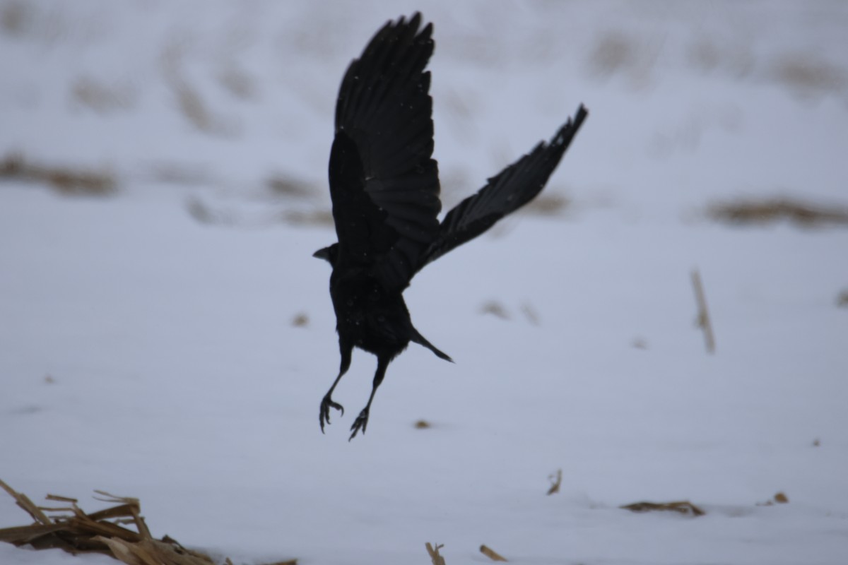 American Crow - ML646759222