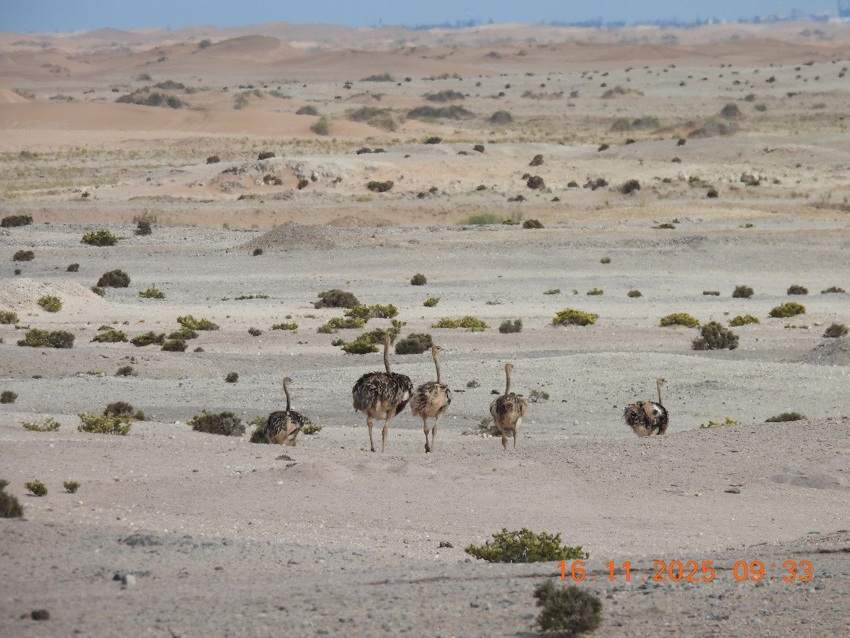 Common Ostrich - ML646759226