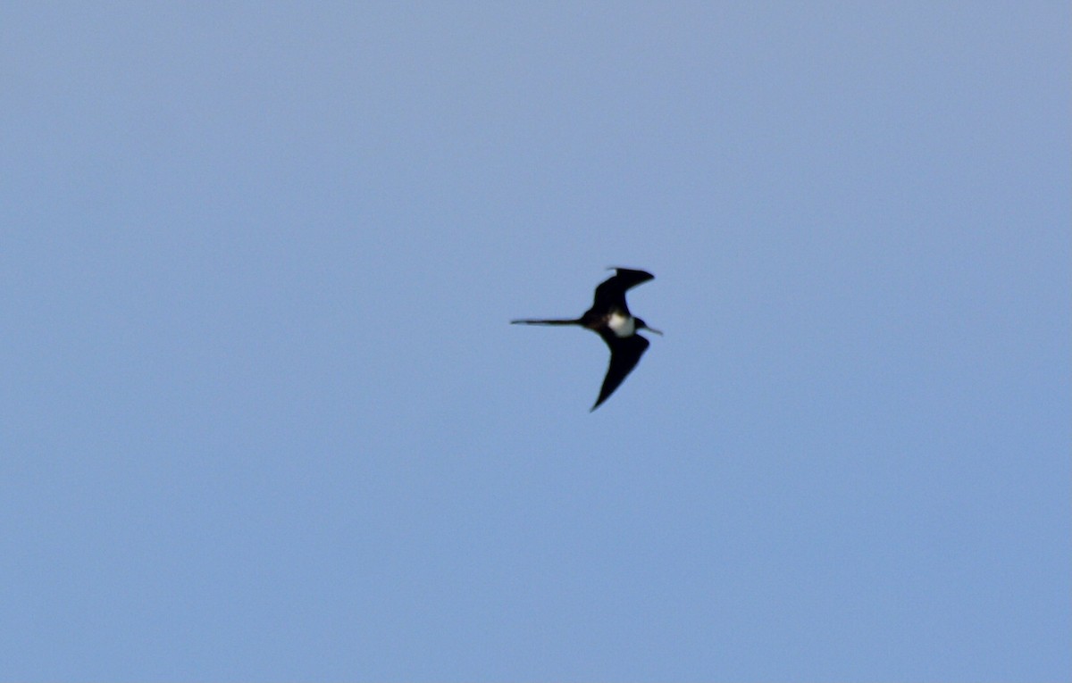 Magnificent Frigatebird - ML646759227