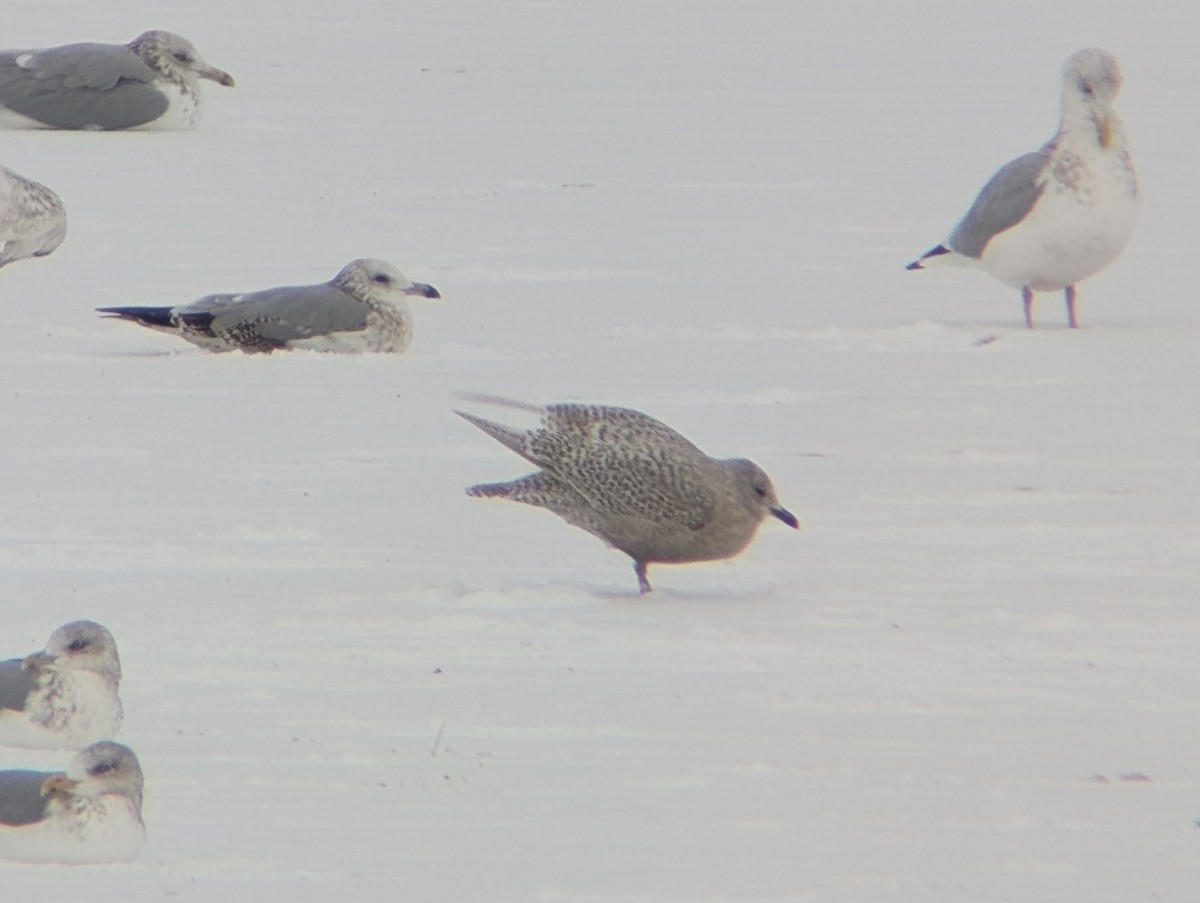 Kaio hegalzuria (kumlieni) - ML646759230