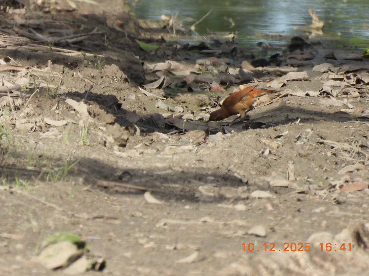 Rufous Hornero - ML646759231