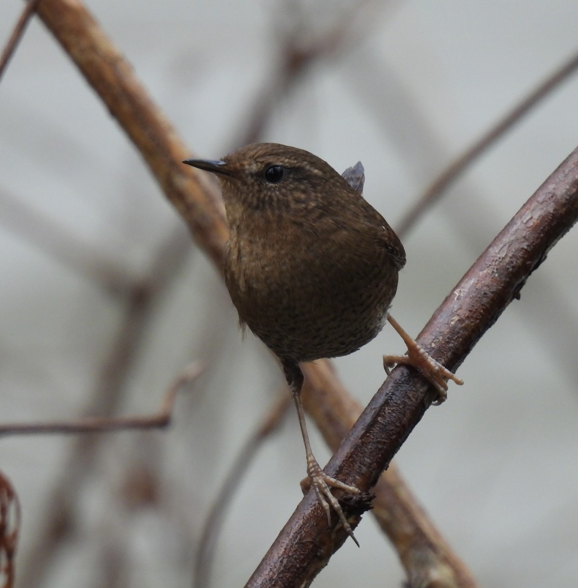 Волоочко кордильєрське - ML646759232