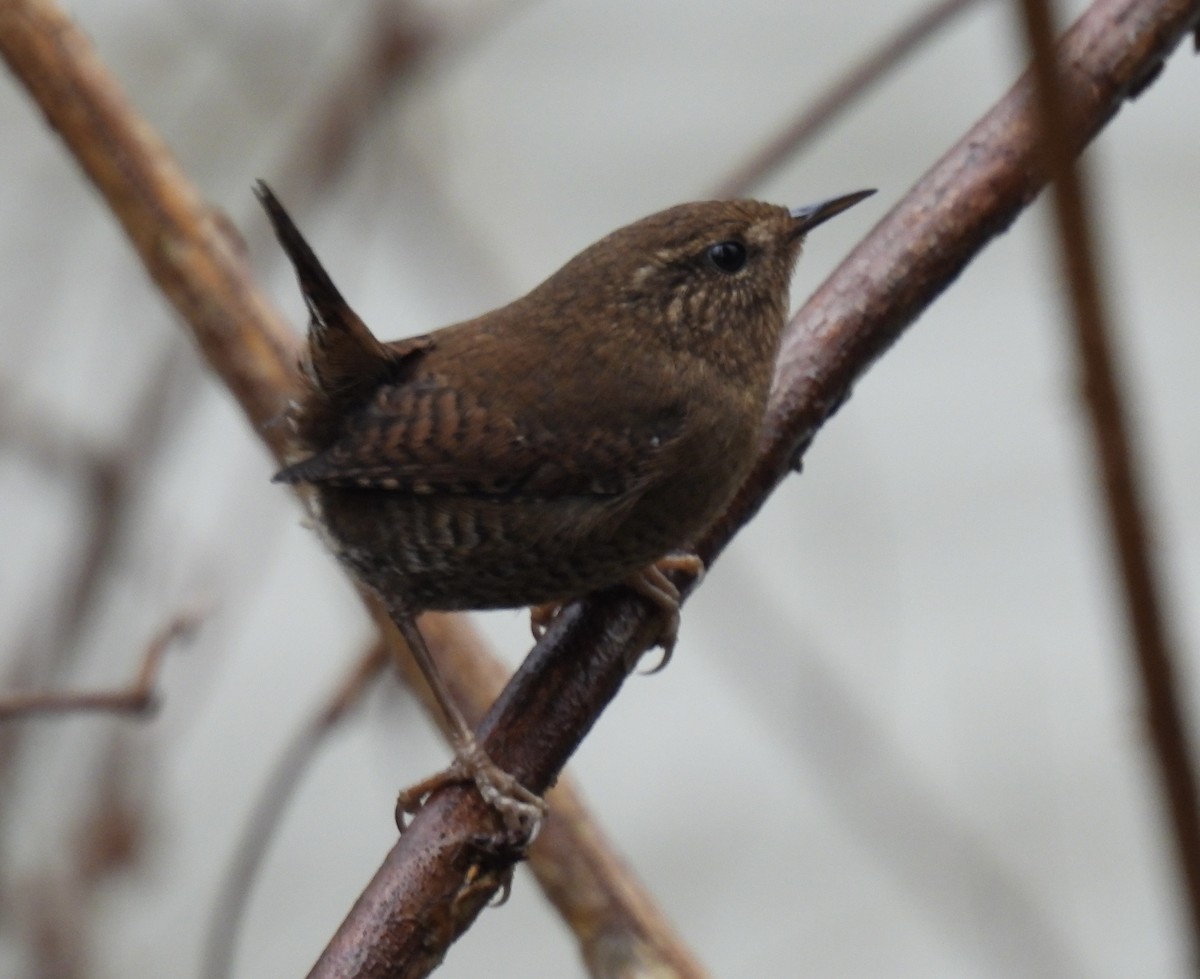 Волоочко кордильєрське - ML646759233