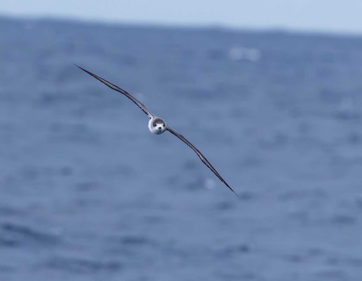 Barau's Petrel - ML646759234