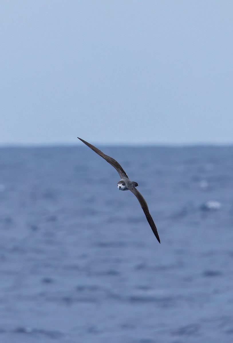 Barau's Petrel - ML646759235