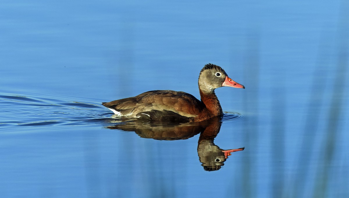 Black-bellied Whistling-Duck - ML646759236