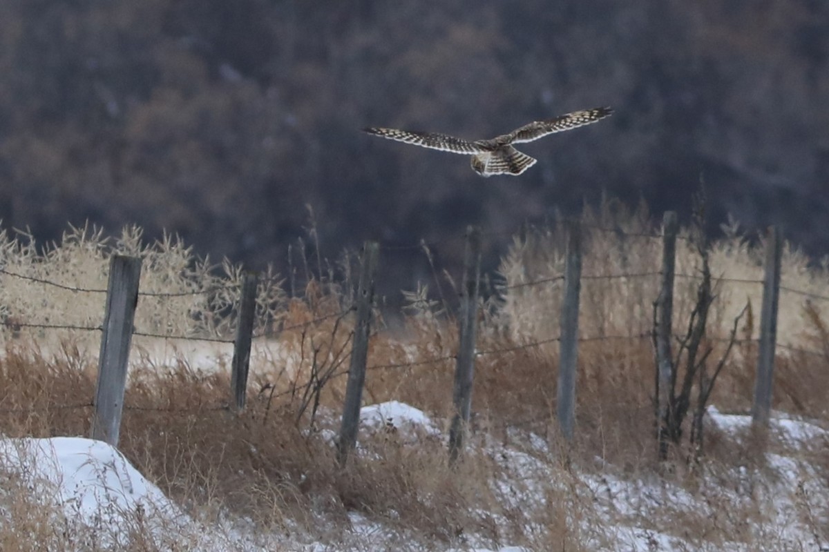 Short-eared Owl - ML646759237