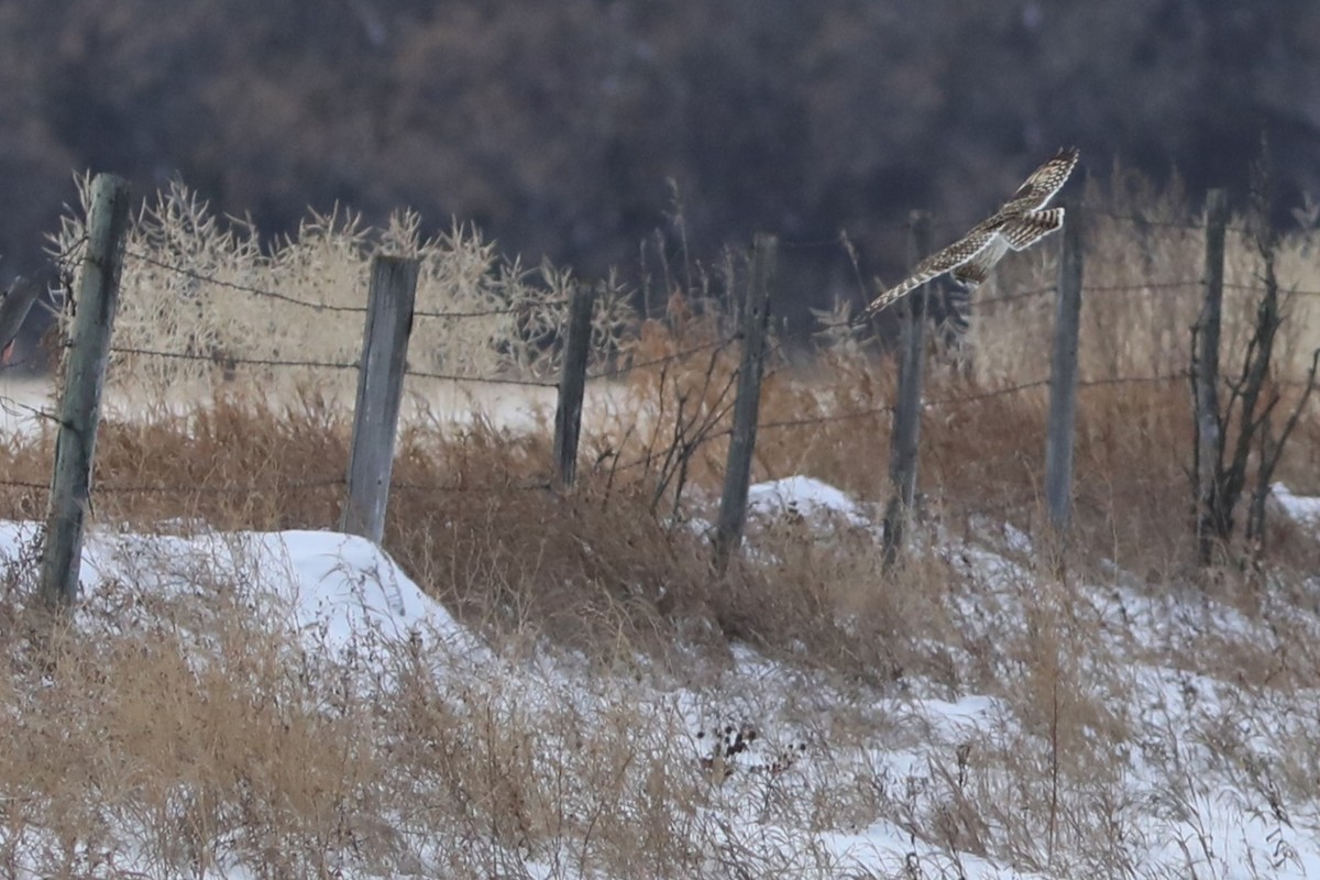 Short-eared Owl - ML646759238