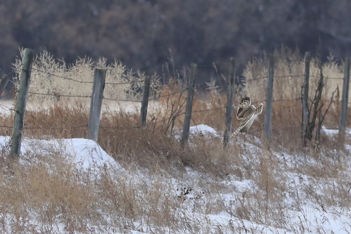 Short-eared Owl - ML646759239
