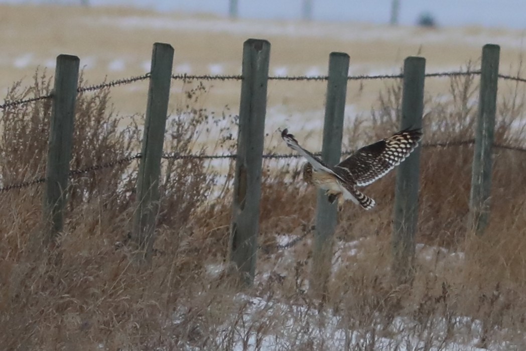 Short-eared Owl - ML646759240