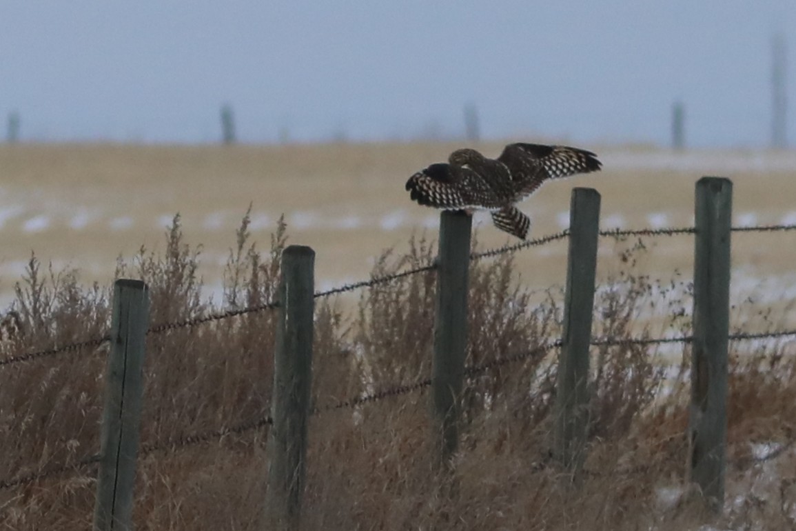 Short-eared Owl - ML646759241
