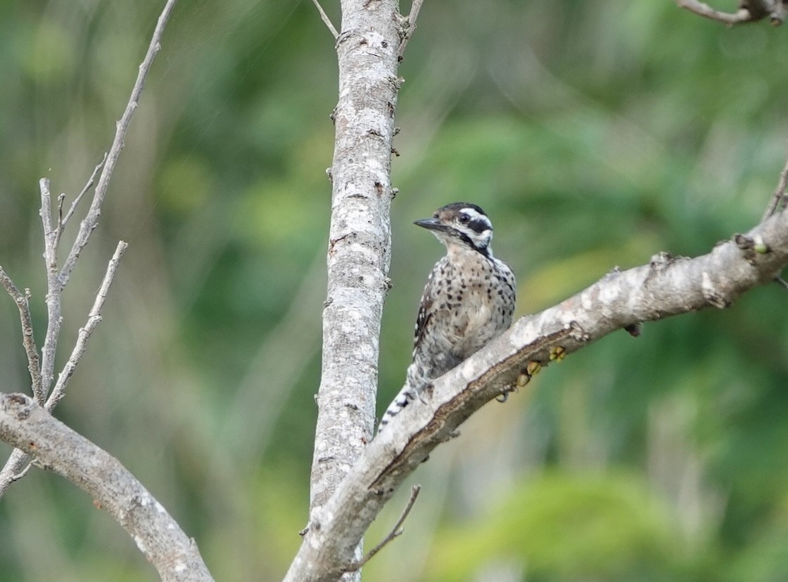 Ladder-backed Woodpecker - ML646759243