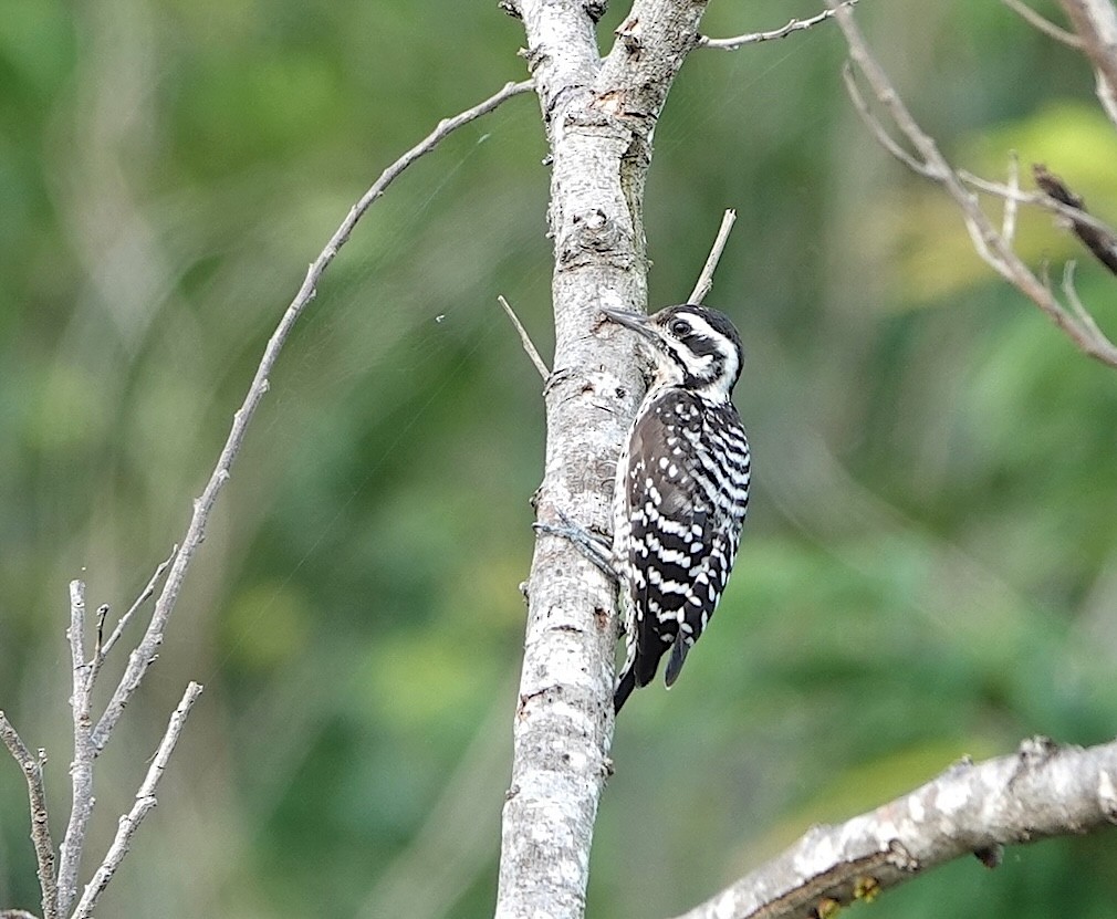 Ladder-backed Woodpecker - ML646759244