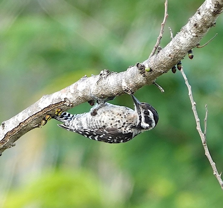Ladder-backed Woodpecker - ML646759245