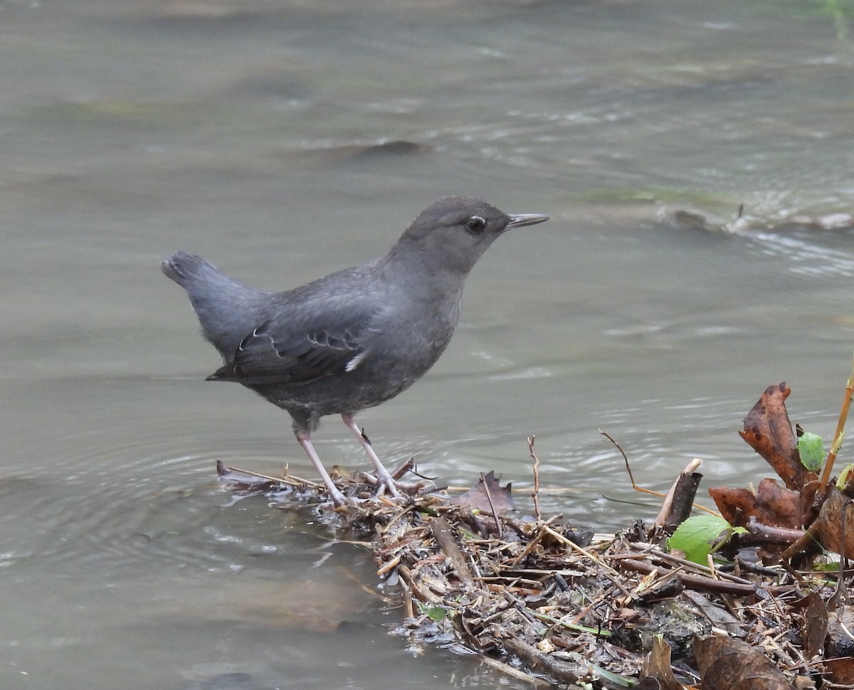 skorec šedý - ML646759248